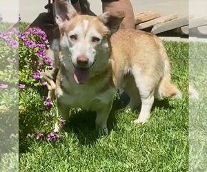 Pembroke Welsh Corgi-Unknown Mix Dogs for adoption in Newport Beach, CA, USA