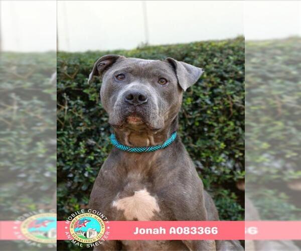 Medium Photo #2 Mutt Puppy For Sale in Mobile, AL, USA