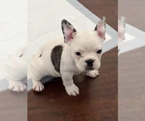 French Bulldog Puppy for sale in LATHROP, CA, USA