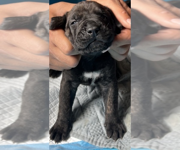 Medium Photo #5 Presa Canario Puppy For Sale in VERONA, KY, USA