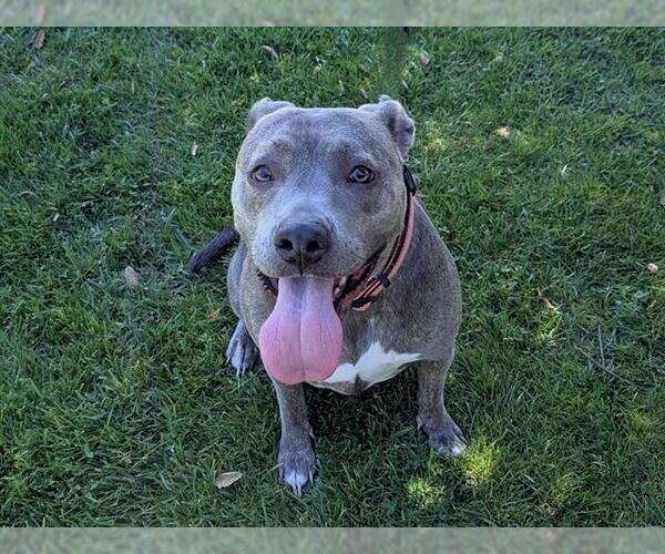 Medium Photo #1 American Pit Bull Terrier-Unknown Mix Puppy For Sale in San Clemente, CA, USA