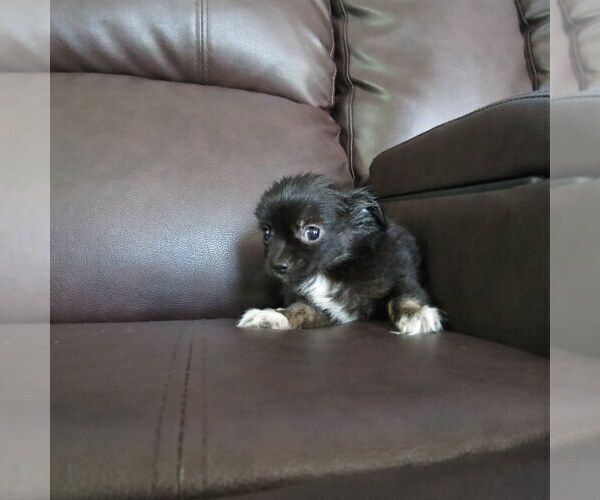 Medium Photo #5 Chihuahua Puppy For Sale in HAYES, VA, USA