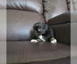 Small #4 Chihuahua