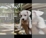 Small Photo #8 Jack Russell Terrier Puppy For Sale in ALTOONA, FL, USA