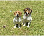 Small #2 Beagle-German Shepherd Dog Mix