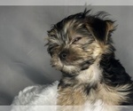 Small #3 Morkie