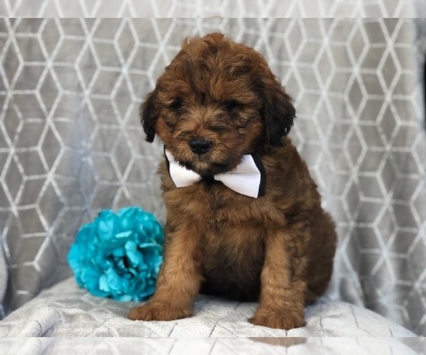 Medium Photo #8 Aussiedoodle Puppy For Sale in LAKELAND, FL, USA