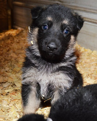 German Shepherd Dog Puppy for sale in RISING SUN, IN, USA