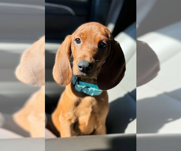 Medium Photo #1 Redbone Coonhound-Unknown Mix Puppy For Sale in New York, NY, USA