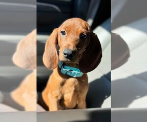 Redbone Coonhound-Unknown Mix Dogs for adoption in New York, NY, USA