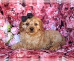 Small Photo #4 Cavachon-Poodle (Miniature) Mix Puppy For Sale in AIRVILLE, PA, USA
