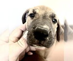 Small Redbone Coonhound Mix