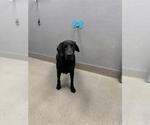 Small Labrador Retriever Mix