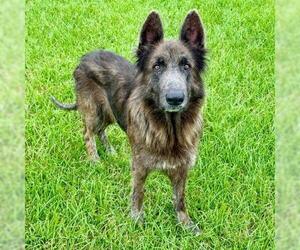 German Shepherd Dog-Unknown Mix Dogs for adoption in Conroe, TX, USA