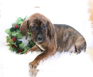 Bluetick Coonhound-Unknown Mix Puppy for sale in SHILOH, OH, USA