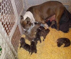 American Staffordshire Terrier Puppy for sale in HARVEY, IL, USA