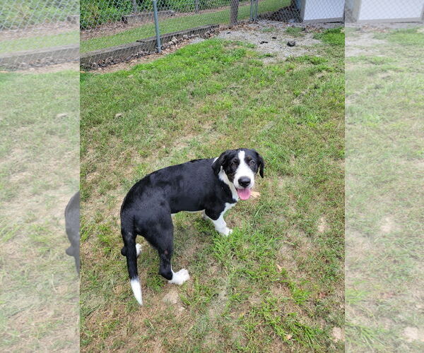 Medium Photo #4 Mutt Puppy For Sale in Redfield, AR, USA