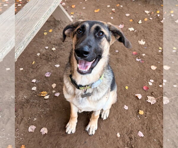Medium Photo #4 German Shepherd Dog-Unknown Mix Puppy For Sale in Canton, CT, USA