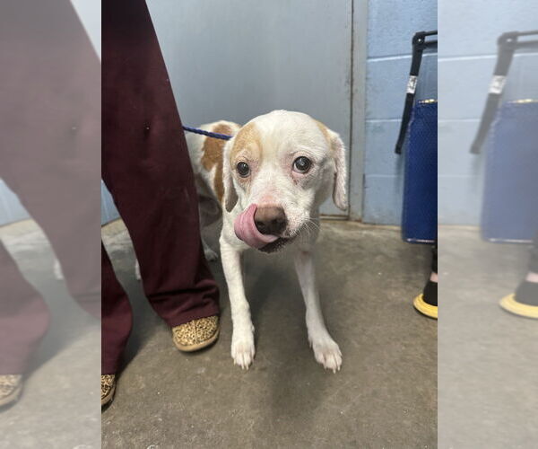 Medium Photo #4 Beagle-Unknown Mix Puppy For Sale in Evansville, IN, USA