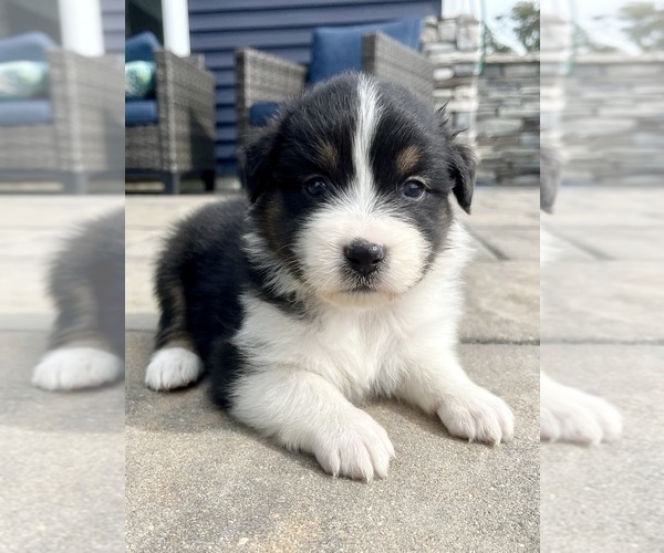 Medium Photo #10 Australian Shepherd Puppy For Sale in LODA, IL, USA