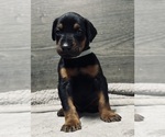 Puppy Gray Collar Doberman Pinscher