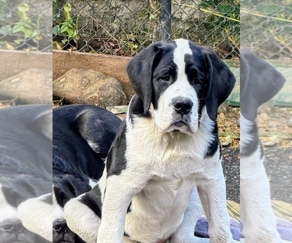 Medium Photo #12 Cane Corso-Saint Bernard Mix Puppy For Sale in WORCESTER, MA, USA
