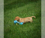 Small Photo #14 Labrador Retriever Puppy For Sale in FRESNO, OH, USA