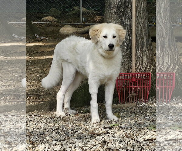 Medium Photo #2 Great Pyrenees Puppy For Sale in Croydon, NH, USA