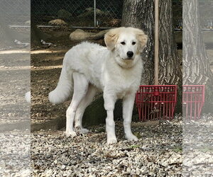 Merida - Female Great Pyrenees Dog for Adoption - Photo #2