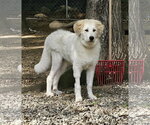 Small Photo #2 Great Pyrenees Puppy For Sale in Croydon, NH, USA