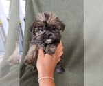 Small Photo #1 Shorkie Tzu Puppy For Sale in FREDERICK, MD, USA