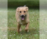 Small #6 German Shepherd Dog-Retriever  Mix