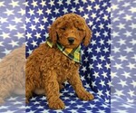Small Photo #3 Goldendoodle-Poodle (Miniature) Mix Puppy For Sale in GLEN ROCK, PA, USA