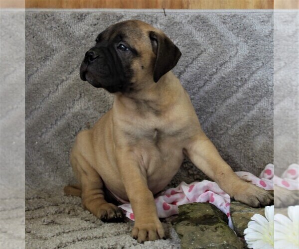 Medium Photo #2 Bullmastiff Puppy For Sale in GREENBANK, PA, USA
