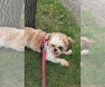 Small #3 Shih Tzu