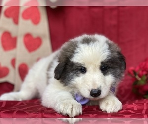 Border Collie-Maremma Sheepdog Mix Puppy for sale in LANCASTER, PA, USA
