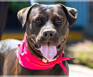 Labrador Retriever-Unknown Mix Dogs for adoption in San Diego, CA, USA
