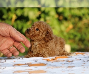 Poodle (Toy) Puppy for sale in DYERSBURG, TN, USA