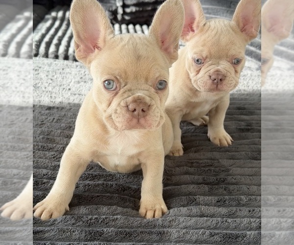 Medium Photo #4 French Bulldog Puppy For Sale in ARVERNE, NY, USA