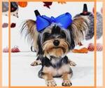 Small Photo #1 Yorkshire Terrier Puppy For Sale in TAYLOR, TX, USA