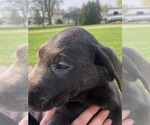 Puppy 1 Labrador Retriever