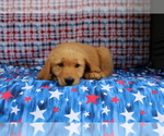 Small Photo #7 Golden Retriever Puppy For Sale in BEDFORD, IN, USA