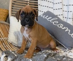 Small Photo #27 Boxer Puppy For Sale in GOSHEN, IN, USA