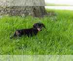 Small #1 Dachshund