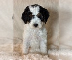 Puppy Maple Miniature Bernedoodle