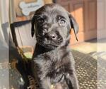 Small #1 Labrador Retriever Mix