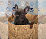 Small #1 French Bulldog