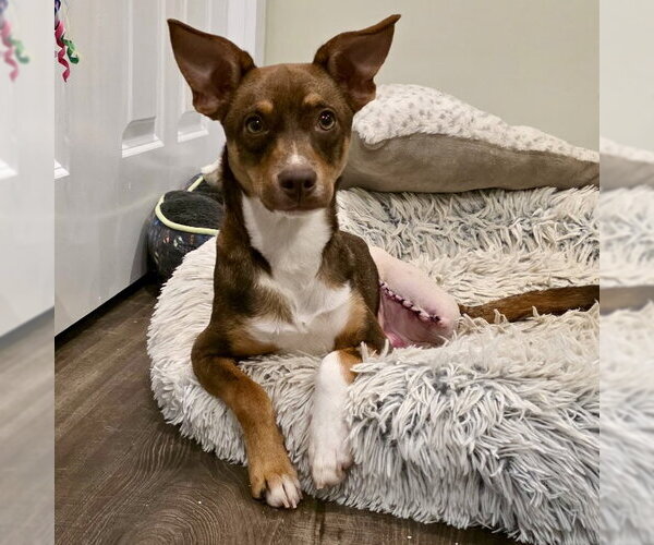 Medium Photo #5 American Rat Pinscher Puppy For Sale in Batavia, OH, USA