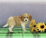Small #1 Cavapoo
