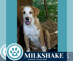 Beagle-Catahoula Leopard Dog Mix Dogs for adoption in Kimberton, PA, USA